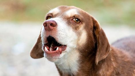 Los Andes | Por qué los perros ladran a algunas personas y a otras no.