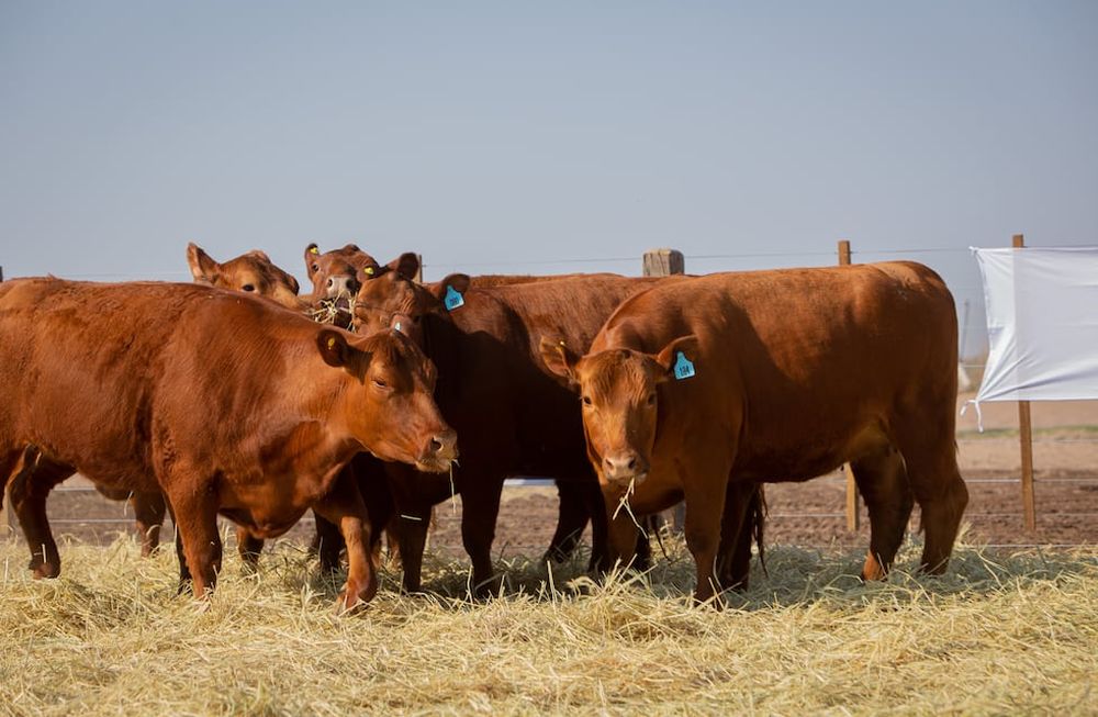 Vuelve la Vendimia Ganadera a Estancia Bodega El Retiro