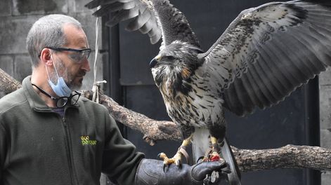 Los Andes | En mayo de 2021, un pichón de águila coronada fue rescatada moribunda y desnutrida al costado de la ruta 153, en Ñacuñán. Tras una inédita operación en su pico, se le reconstruyó y está en plena rehabilitación. Foto y videos: Gentileza Andrés Capdevielle