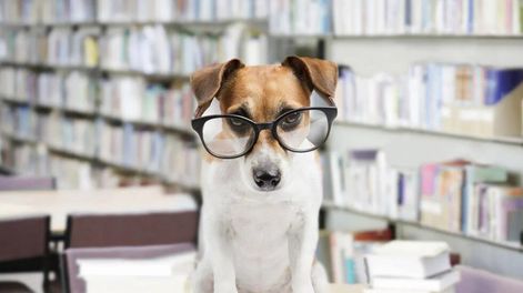 Estos son los perros más inteligentes del mundo. (Web).
