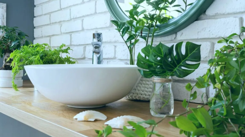 La solución natural para baños húmedos cuida tus plantas y mejora tu jardín y jardinería.