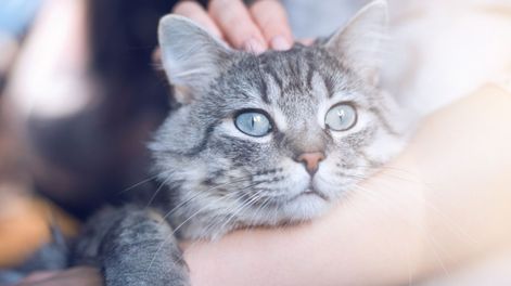 Los Andes | señales de gatos