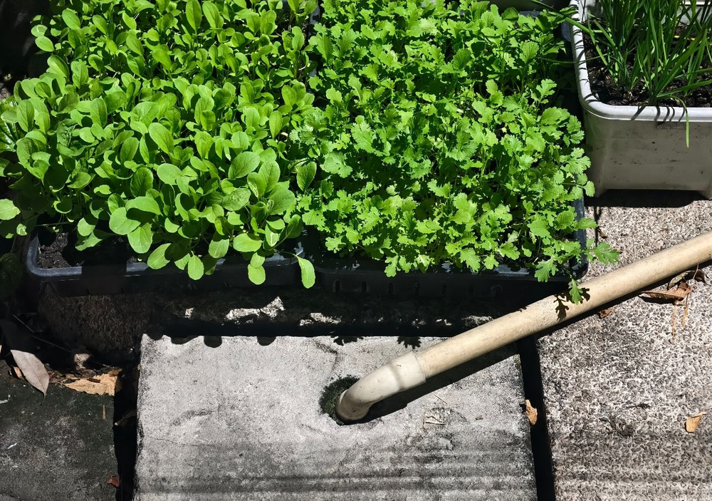 En jard&iacute;n y jardiner&iacute;a, saber d&oacute;nde ubicar la albahaca en verano mejora plantas m&aacute;s frondosas, evita quemaduras solares y potencia su aroma natural.