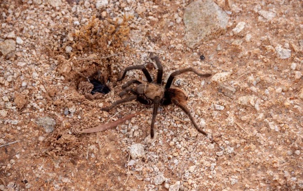 Si aparece una araña desconocida, lo más seguro es evitar el contacto y solicitar una identificación especializada cuando sea necesario.