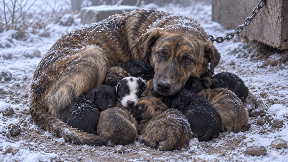 rescatista encuentra a una perra encadenada cubriendo a sus ocho cachorros para intentar protegerlos del frio extremo