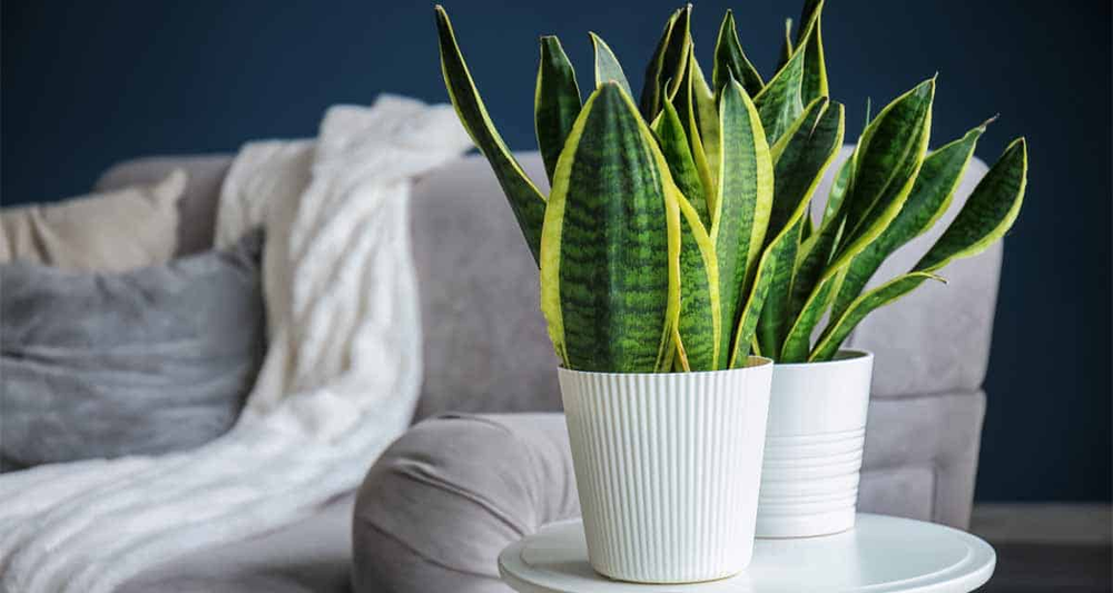 La soluci&oacute;n natural para ba&ntilde;os h&uacute;medos cuida tus plantas y mejora tu jard&iacute;n y jardiner&iacute;a.