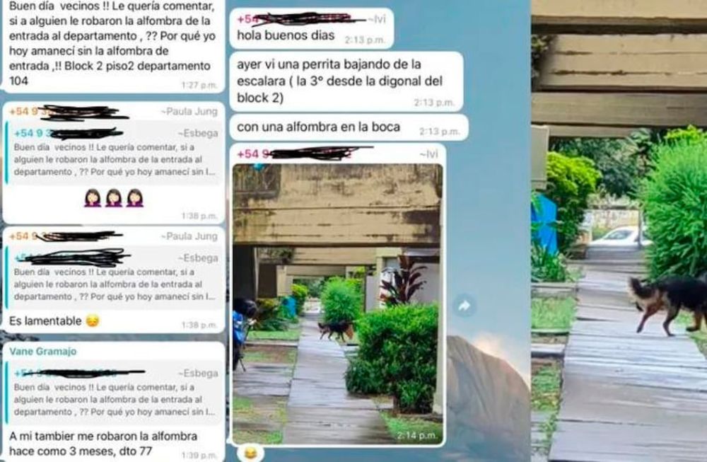 La historia de la mascota ladrona se volvió viral. Foto: Web