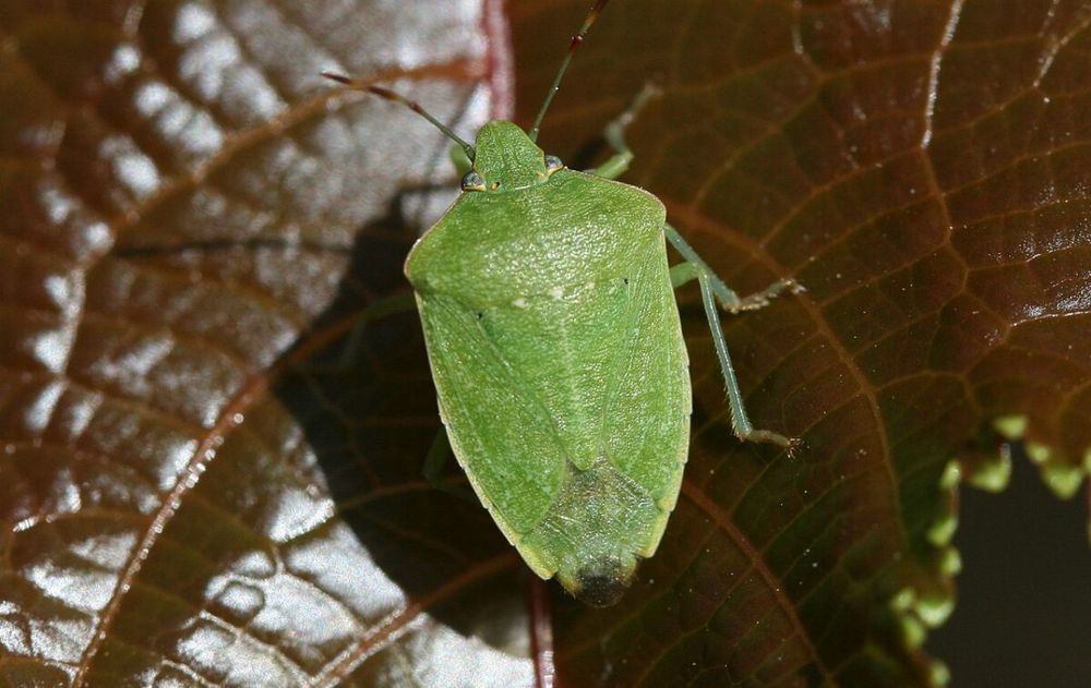 Siguiendo estas acciones dentro de casa se reduce la aparici&oacute;n de estos insectos y se logra un entorno m&aacute;s c&oacute;modo durante los meses c&aacute;lidos.