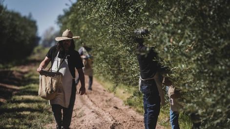 Los Andes | El turismo olivícola ofrece diferentes propuestas a los visitantes, la cosecha es una de ellas durante esta época del año. - Foto: Archivo / Los Andes