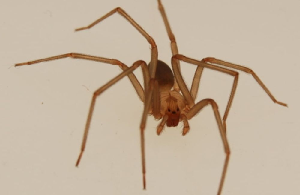 Cómo identificar la temida araña del rincón y qué hacer ante una picadura