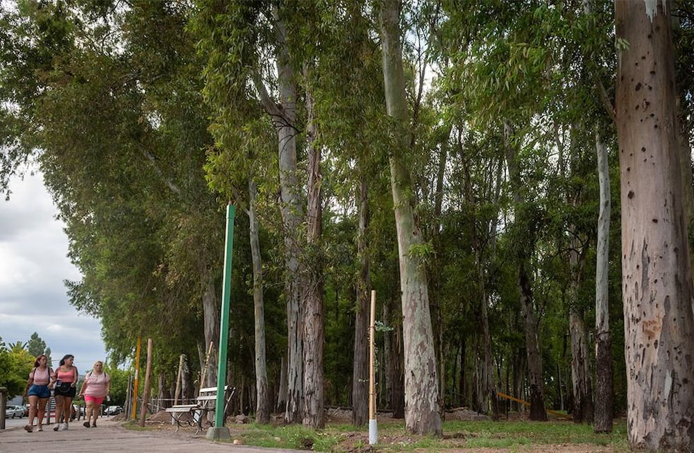 El bosque, de más de 100 años, comienza en calle Yrigoyen, “la variante”, y se extiende hasta el carril Maza. Mejoraron el sistema de riego e iluminación del paseo. Foto: Ignacio Blanco / Los Andes