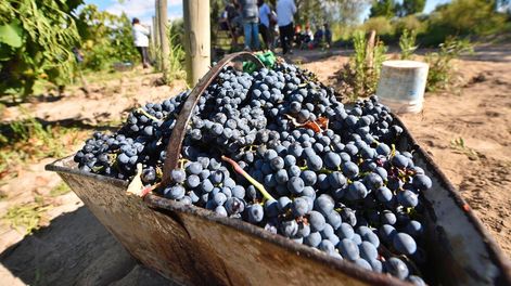 La odisea de los giles (la de los viñateros mendocinos) Por: Arturo Lafalla