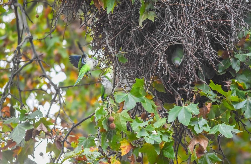 Uno de los métodos para disminuir la presencia de estas aves es la quita de sus nidos en época invernal, cuando no hay pichones y no están en época reproductiva. | Foto: Mariana Villa / Los Andes