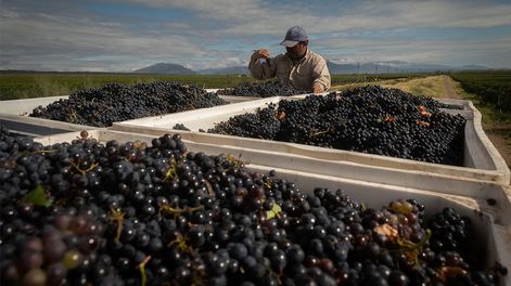 Los Andes | Productores vitivinícolas comenzaron su cosecha y temen por la escasez de cosechadores en la etapa más fuerte de la campaña. Desde el otro lado, reclaman mejores condiciones laborales para trabajar / Foto: Ignacio Blanco / Los Andes