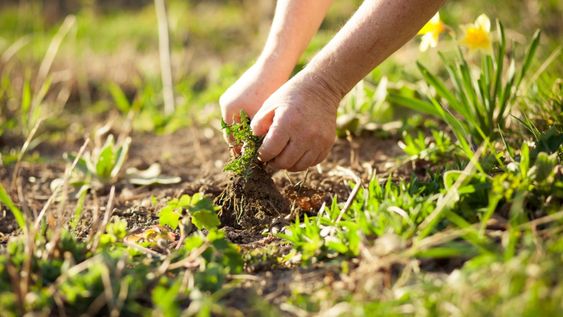 No se necesitan productos químicos ni gastos adicionales. Es una forma sencilla de mantener el jardín verde.