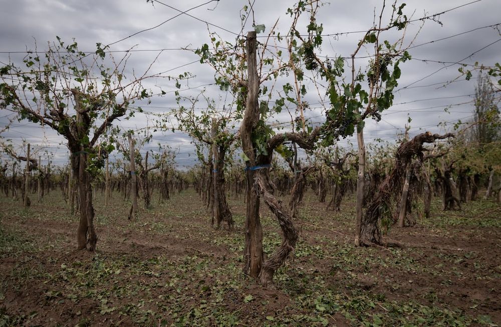 En 20 minutos, productores del Este perdieron cerca del 70% de su cosecha por el granizo. En Medrano, también afectó frutales y chacras con plantaciones de pimientos, tomates y zapallos. Foto: Ignacio Blanco / Los Andes