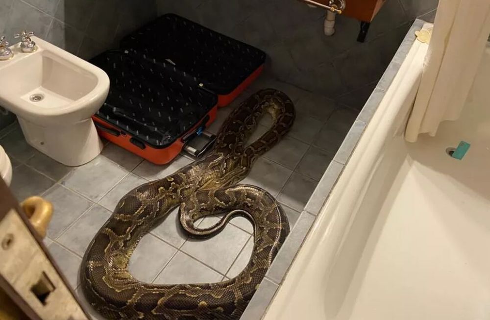Apareció una pitón en un baño de un hotel de Villa de Merlo.