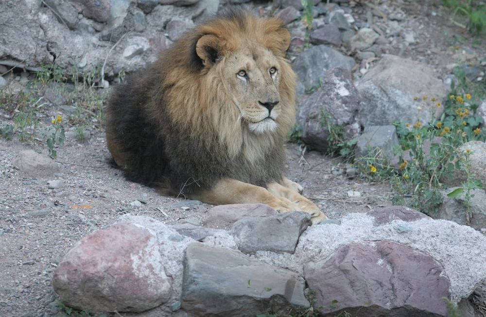 Un león le arrancó un brazo cuando era niño y, de adulto, fue condenado por un terrible hecho