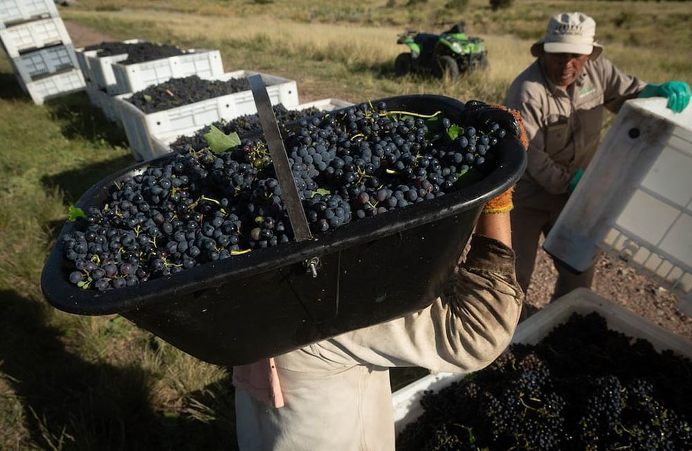 Las contingencias climáticas provocaron daños, enfermedades y en algunos casos hasta pérdidas totales en los viñedos de diferentes puntos de la provincia.  / Foto: Ignacio Blanco / Los Andes