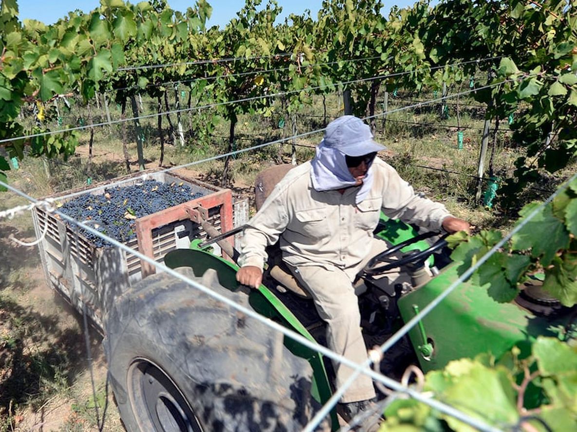 Productores ya empezaron a armar listas de precios para sus varietales.