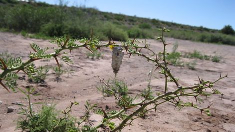 Revegetación natural en zona de diques. Complejo Minero Fabril San Rafael - Sitio Sierra Pintada