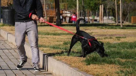 La ciudad, los perros y la cólera en tiempos de pandemia y sin agua. / Foto: José Gutiérrez