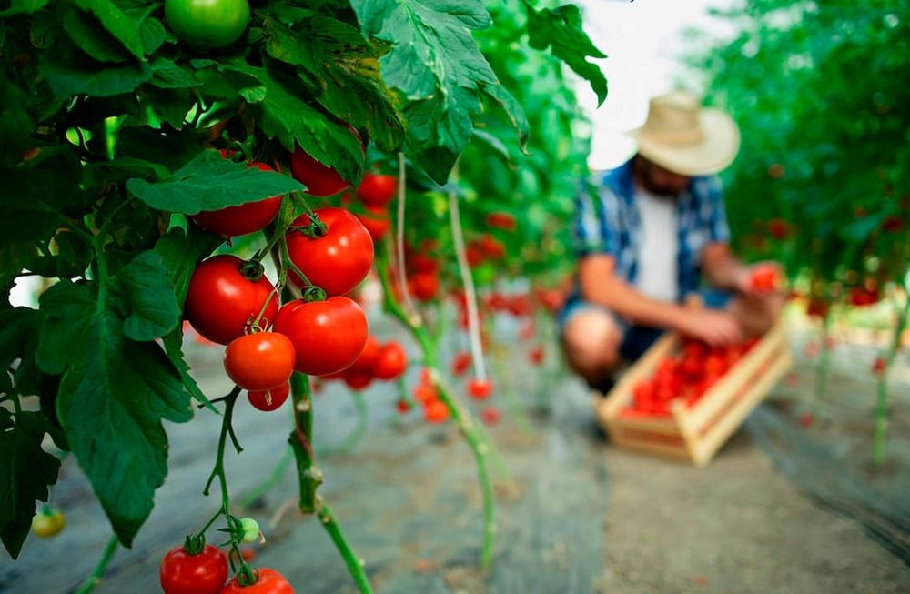 Producción orgánica. Con un total de 312 establecimientos, Mendoza es la provincia que cuenta con la mayor cantidad de unidades productivas trabajando bajo este sistema,