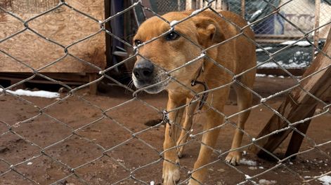 En el refugio ubicado en el piedemonte godoicruceño, la nieve y el frío extremo afectó a los habitantes de cuatro patas.