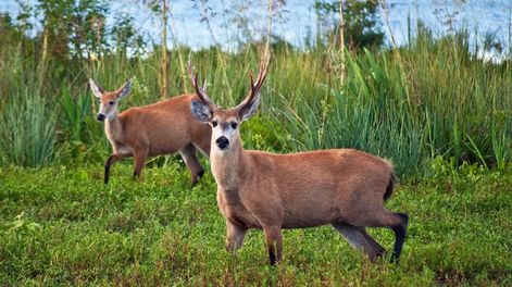 El delito de los ciervos asesinados y faenados en el campo condenó a cuatro años de prisión a los culpables. &nbsp;