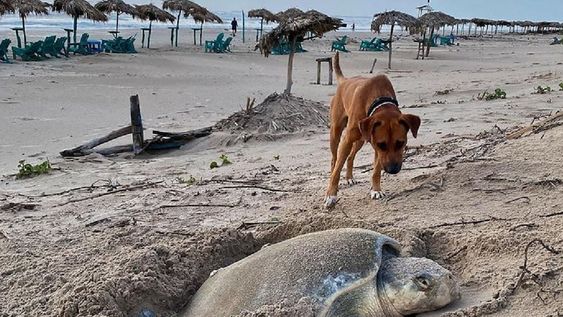 Esta historia se viralizó en las redes por su vínculo con las tortugas que depositan los huevos en esa zona.