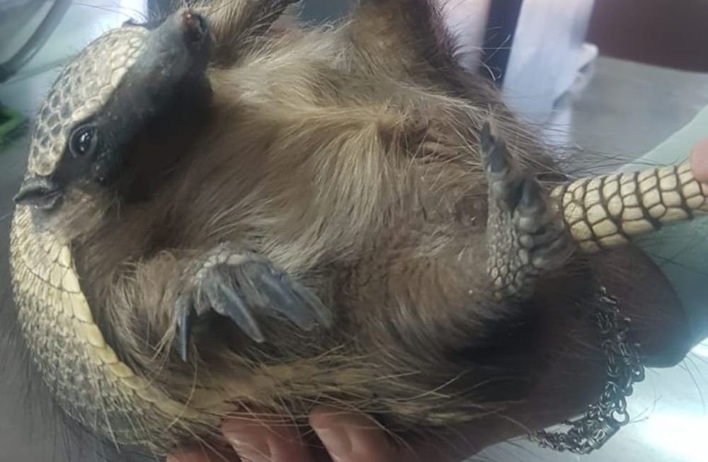 Pichín –nombre dado al armadillo por la familia que lo rescató– se encuentra desde hace 12 días en período de cuarentena
