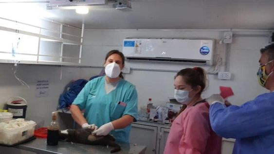 San Martín ha castrado más de 2.000 mascotas en seis meses