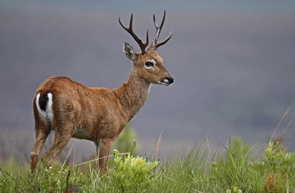 Es ley: El venado de las pampas es “monumento natural” de San Luis