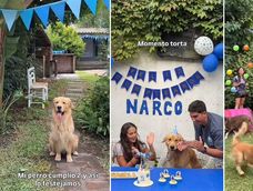 El festejo de cumpleaños de Narco, un Golden muy malcriado, generó ternura en redes.&nbsp;