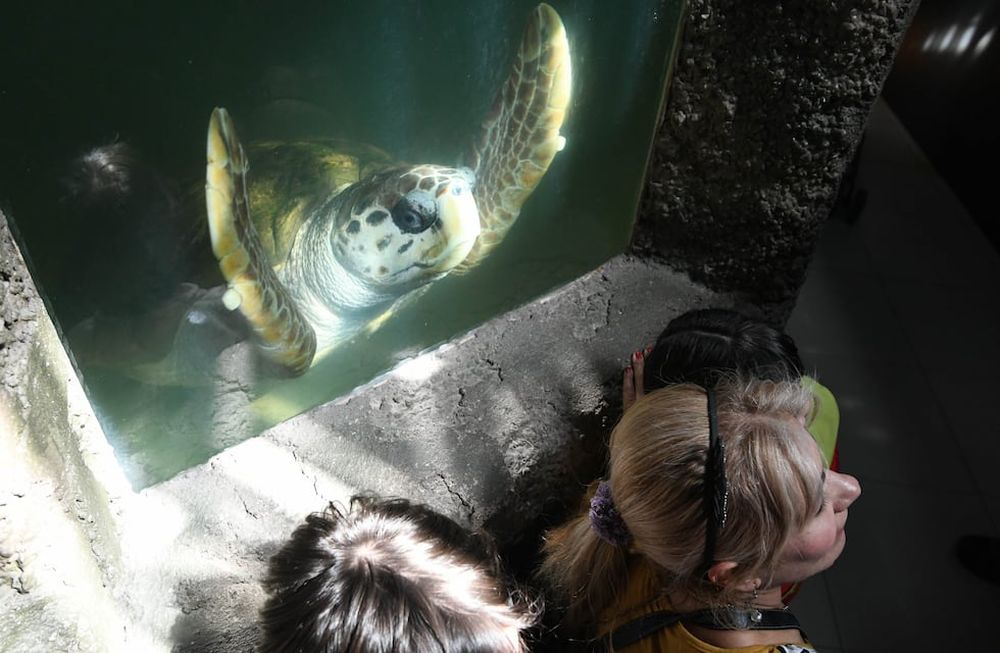 Después de la crisis del Zoo, todos miran al Acuario: preocupa el estado del tortugo Jorge