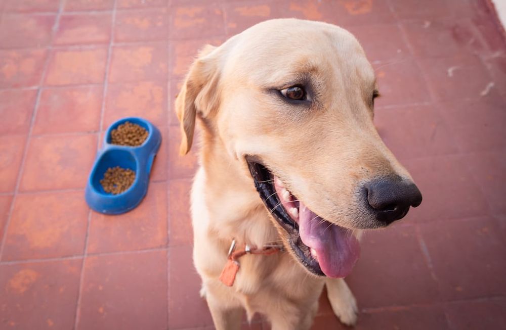 Por la crisis, los mendocinos bajan la calidad de alimentos balanceados para mascotas y compran algunos más baratos.Foto: Ignacio Blanco / Los Andes
