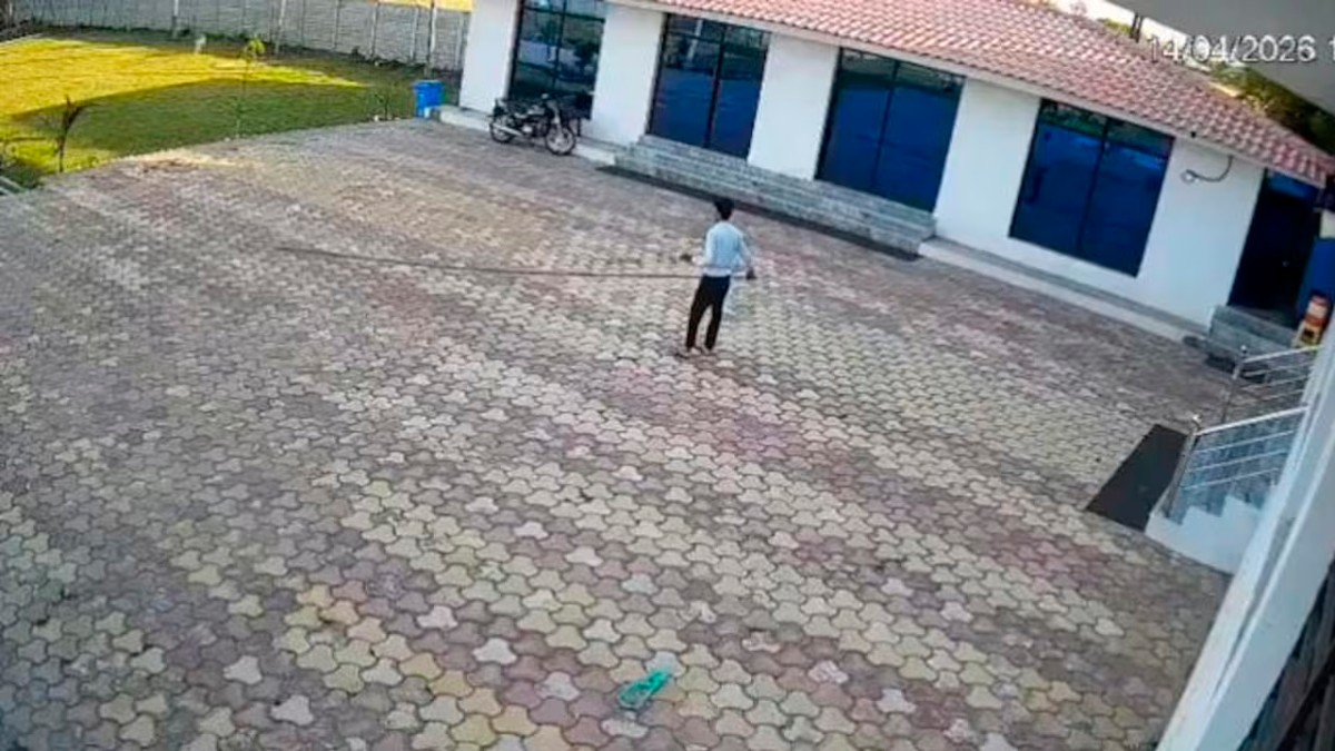 Tragedia en India: un trabajador murió electrocutado al intentar ahuyentar a un mono