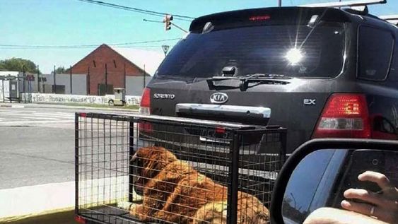 Polémica por el transporte de mascotas en el paragolpes