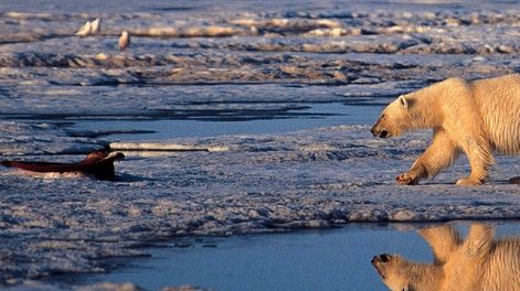 Una sobrevivencia jaqueada por el cambio climático