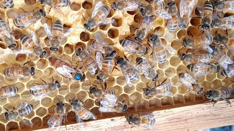 Los Andes | Abeja Reina rodeada por las Obreras..jpeg
