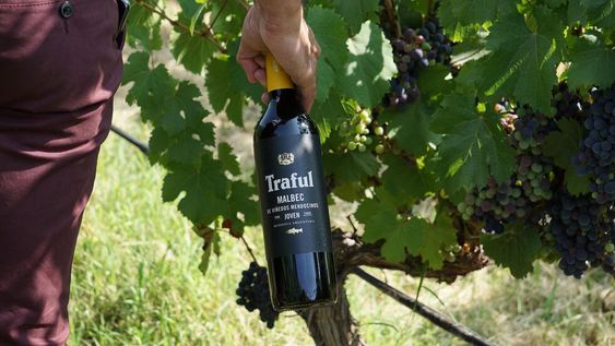 Traful, un vino que une