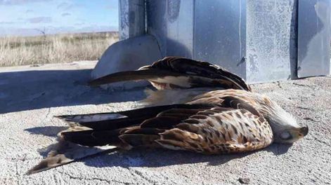 Los Andes | Los pájaros son electrocutados cuando tocan dos cables a la vez o cuando se posan sobre una torre y tocan un cable. Foto: Imagen ilustrativa / Gentileza.