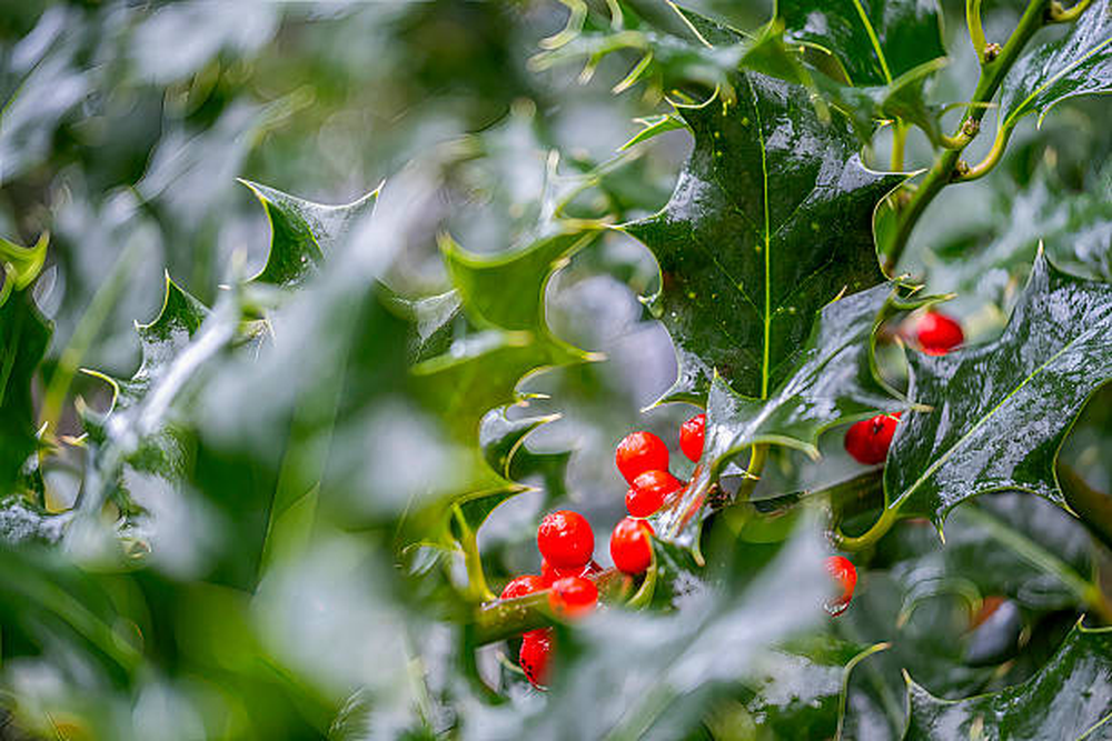 Planta de acebo en Navidad.
