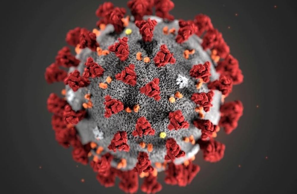 La molécula es la Lectina de Unión a Manosa, proteína funcionalmente similar a un anticuerpo que debido a su actividad antiviral puede convertirse en la nueva arma contra el Covid-19 / Foto: Gentileza