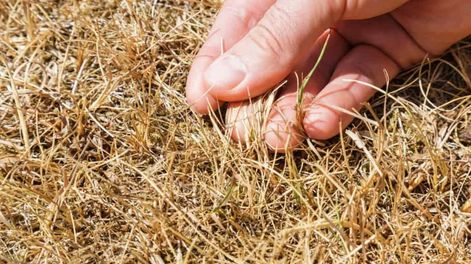 Durante el sencillo tratamiento en el jardín, es importante evitar pisar la zona dañada para permitir la regeneración del césped.