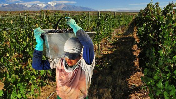 En la zona de Gualtallary, Tupungato, las viñas se encuentran a 1400 m sobre el nivel del mar. Esta es una de las zonas vitivinícolas de mayor altura. Foto: Claudio Gutierrez / Los Andes