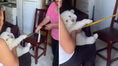 El video viral de una abuela que cura el empacho de su perro y estallaron comentarios en redes.&nbsp;