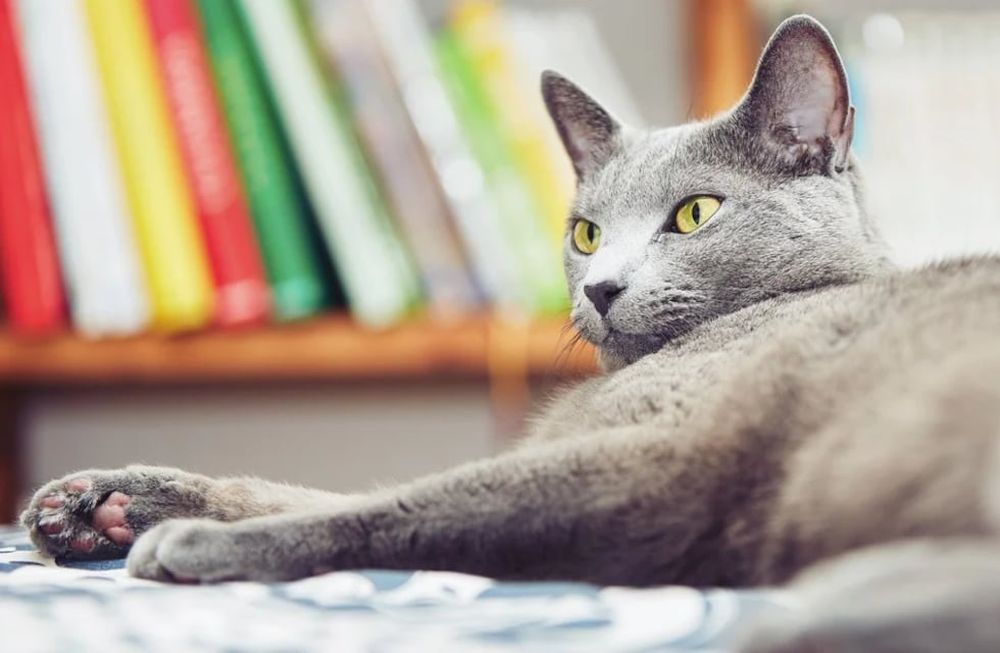 Una pasante pidió unos días para dedicarse a su gato moribundo, su jefe se lo negó a los gritos y luego se produjo la renuncia de 20 empleados.