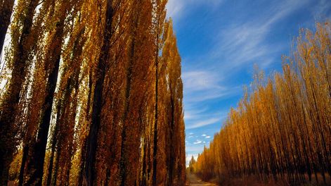 Mendoza Bellísima