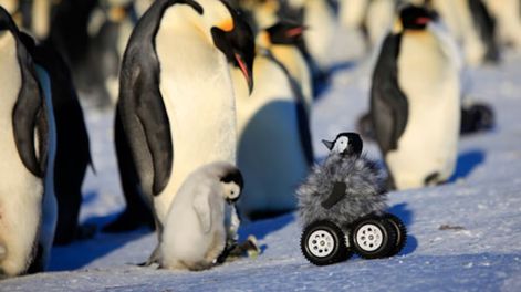 Pingüinos: exploradores a control remoto